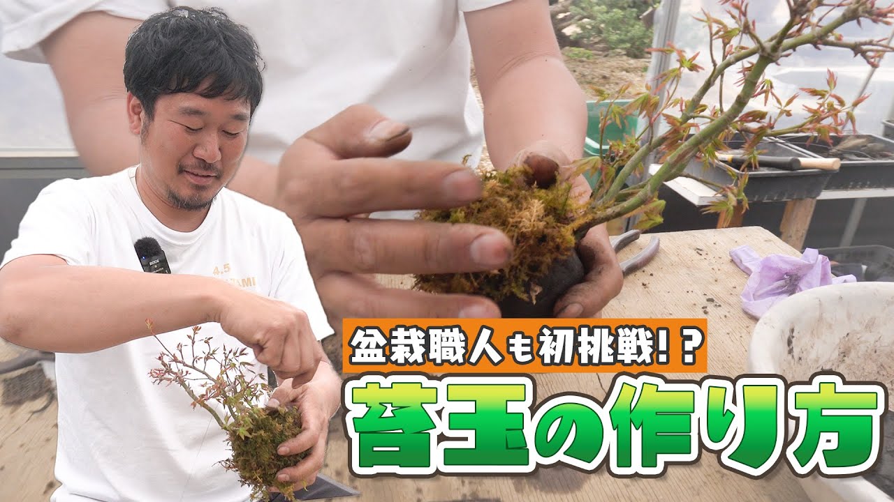 超希少激レア！鬼才関野正作　根上がり半懸崖　五葉松　小品　盆栽　黒松　真柏 i-img900x1200-