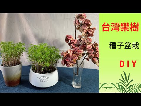 樟樹種子盆栽