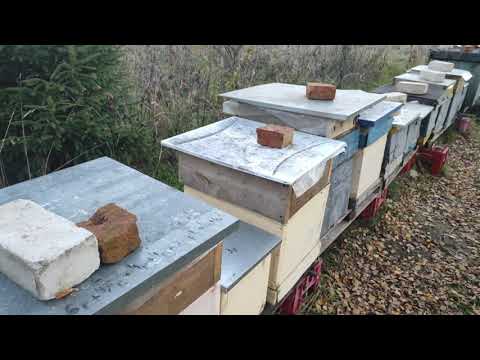 Пчеловодство.Как пчёлы выбрали и выпаривали сироп вовремя октябрьских морозов. #Пчеловодство