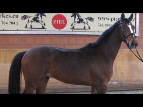 Brauner Wallach Duke of Hohenstein von PRH Duke of Oldenburg