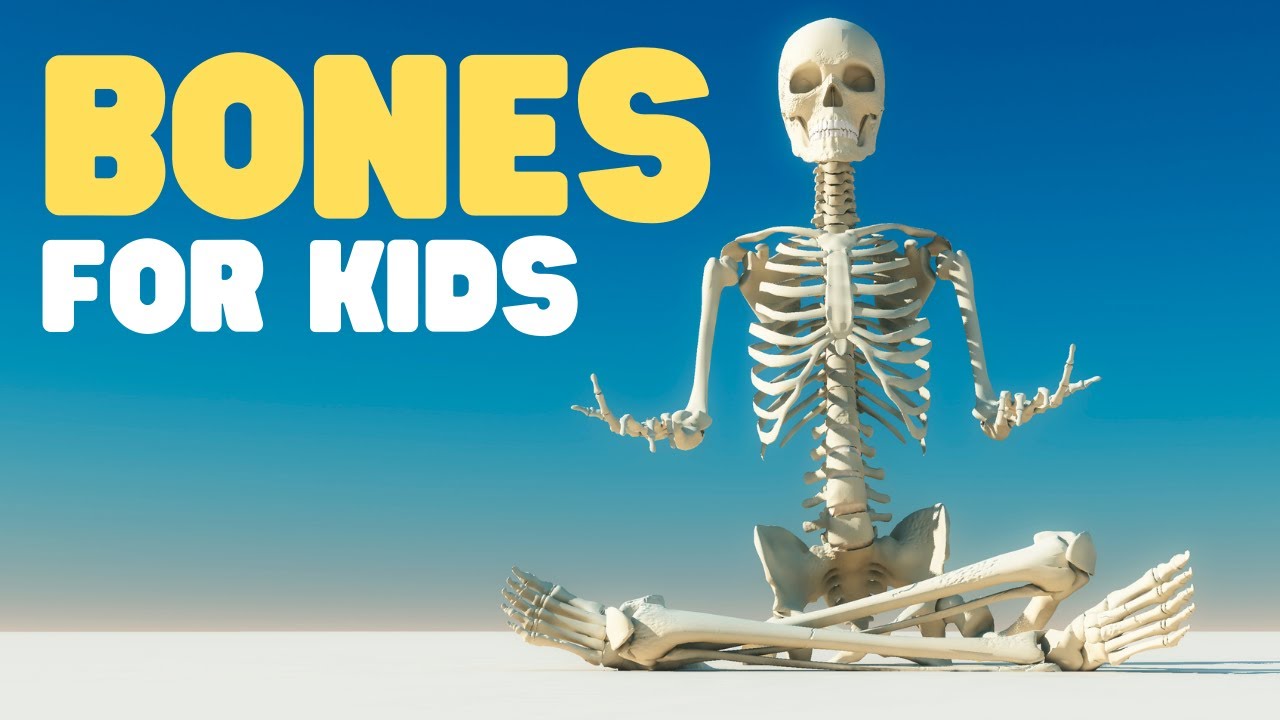 Bones for Kids | Learn about the Skeletal System for Kids