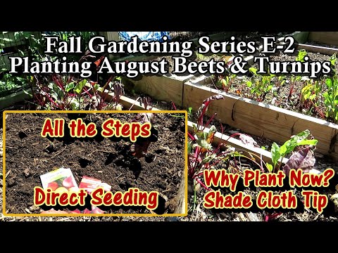 How to & Why You Plant Beets & Turnips in August: Cool Crops! Planting & Planning a Fall Garden E2