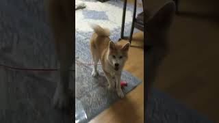 秋田犬クレア　#癒し #可愛い #shorts #akitadog #akitainu #犬のいる暮らし #犬動画