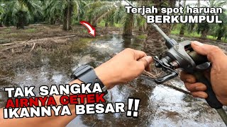 Download lagu Casting Haruan !! Sambarannya bikin teruja.Terjah lubuk haruan berkumpul.  mp3 Download lagu Casting Haruan !! Sambarannya bikin teruja.Terjah lubuk haruan berkumpul.  mp3