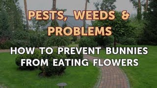 How to Prevent Bunnies From Eating Flowers