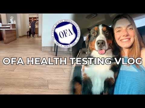 OFA HEALTH TESTING VLOG | preliminary ofa process, answering your questions!