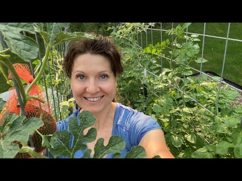 Growing Watermelon on Our Cattle Panel Trellis