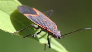 Boxelder Bugs -  What they are, how to get rid of them