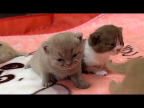 The cutest kittens with different coat colors.