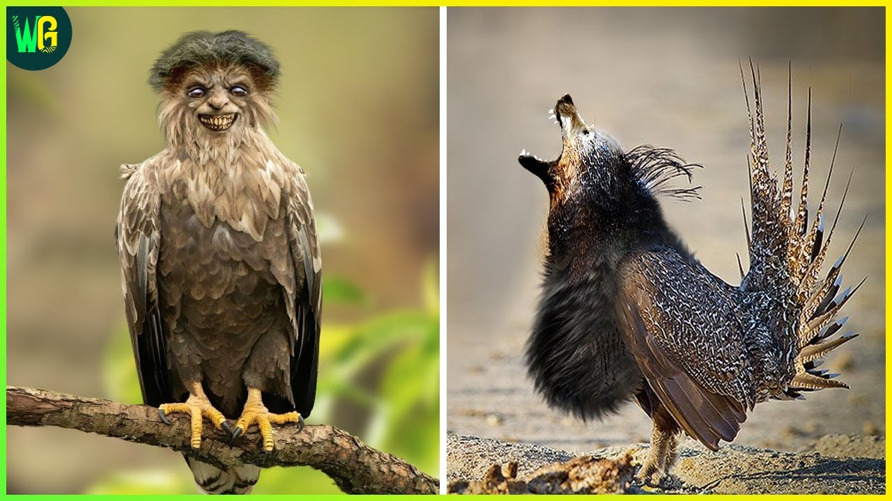 दुनिया के सबसे अनोखा पक्षी | 10 Rarest Birds in the World | Most Unique Birds in the World