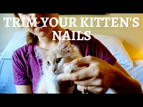 Trimming tiny kitten nails! | How to cut claws on a young kitten