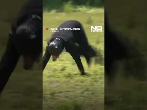 Japan steps up bear safety measures with drill after recent attacks #shorts #nocomment #japan #bear