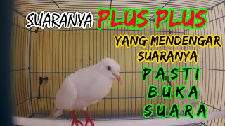 Download lagu Suara Burung Puter Gacor , merangsang burung puter agar bunyi | burung puter putih gacor mp3 Download lagu Suara Burung Puter Gacor , merangsang burung puter agar bunyi | burung puter putih gacor mp3