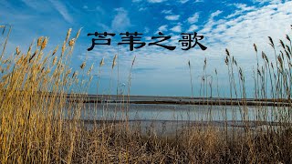 芦苇之歌