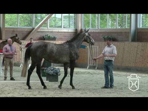 Holsteiner Stuteneintragung 2017 - Rendsburg-Eckernförde - erster Schrittring