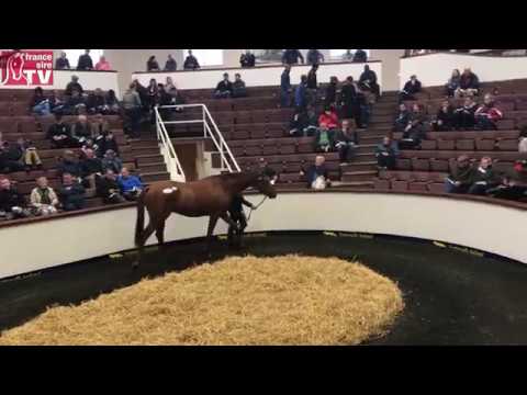 Derby Sale 2017 : The Wolf (Kapgarde et Ges), 1/2 frère de Gemix