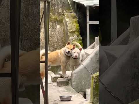 Friends forever #cutedog