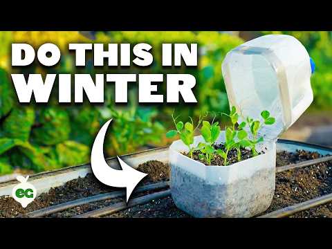 12 Winter Crops Smart Gardeners Are Planting
