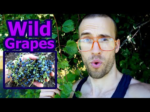 Wild Grapes ::: ULTIMATE Foraging Guide
