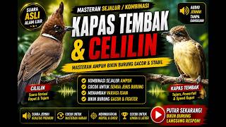Download lagu Isian sejalur kapas tembak dan celilin mp3 Download lagu Isian sejalur kapas tembak dan celilin mp3