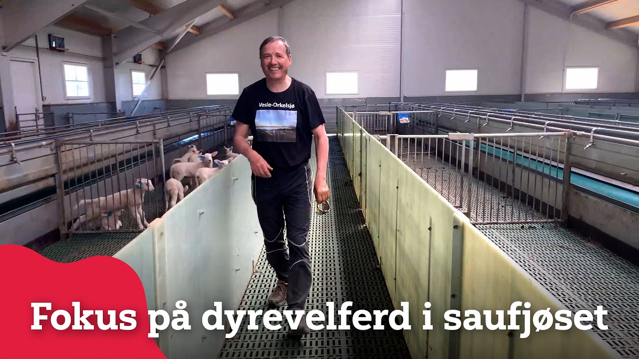 Moderne og effektivt sauefjøs i Oppdal