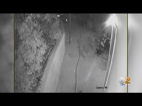 Caught On Camera: Cat Fights Off Three Coyotes