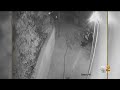 Caught On Camera: Cat Fights Off Three Coyotes