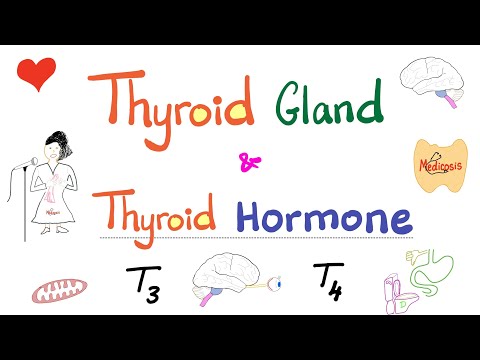 Thyroxine lethyrox 100 mcg