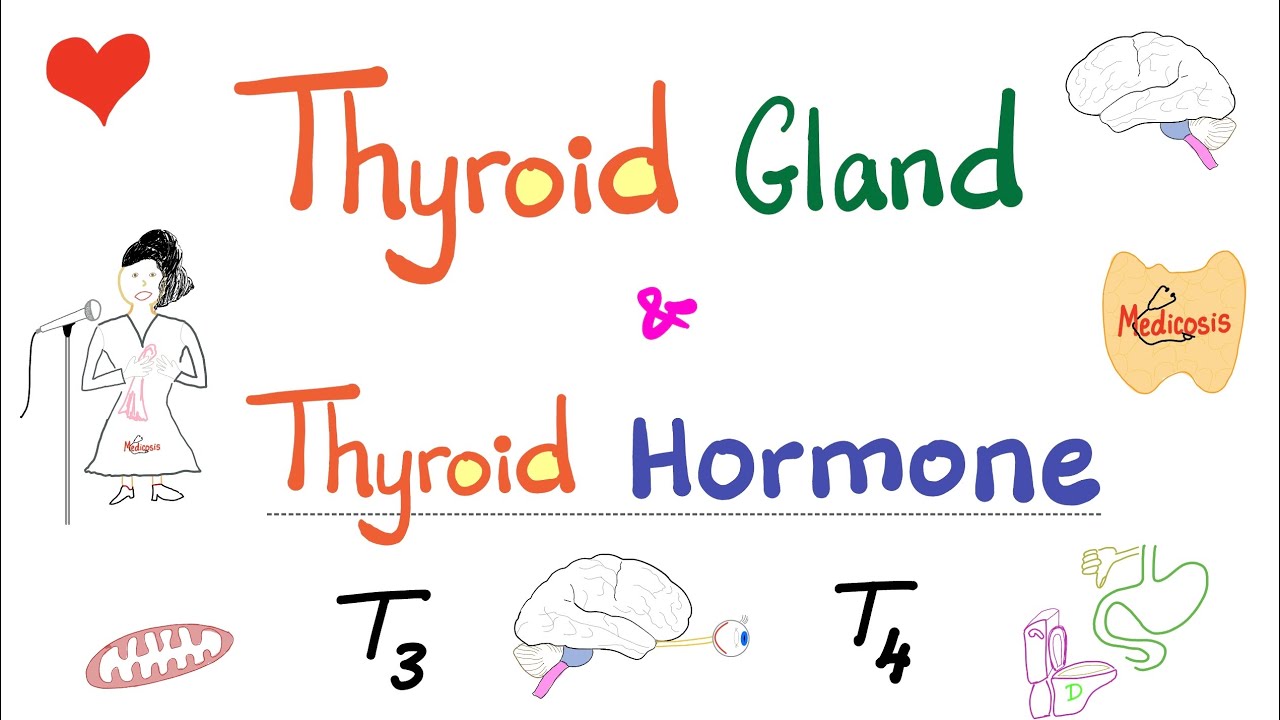 The Thyroid Gland and the Thyroid Hormone (T3 & T4)