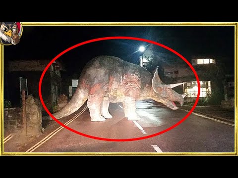 アマゾンの絶滅危惧動物 - 画像と珍品