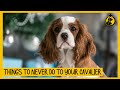 5 Things You Must Never Do To Your Cavalier King Charles Spaniel