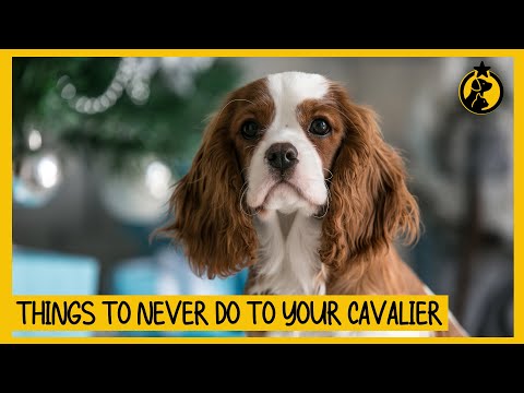 5 Things You Must Never Do to Your Cavalier King Charles Spaniel