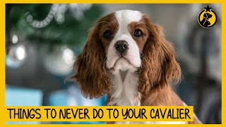 5 Things You Must Never Do to Your Cavalier King Charles Spaniel