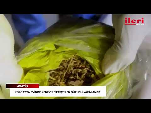Yozgat'ta evinde kenevir yetiştiren şüpheli yakalandı! | İleri Gazetesi