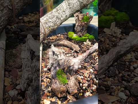 Mossy Moss! #bonsai #backyard #yamadori #moss