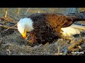Decorah Eagles North Nest Update - Hatch Watch