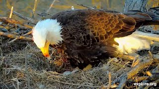 Decorah Eagles North Nest Update - Hatch Watch