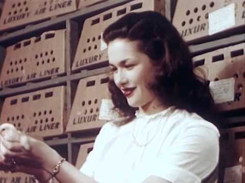 The Chicken of Tomorrow (1948) - Poultry Production in 1948 - CharlieDeanArchives / Archival Footage