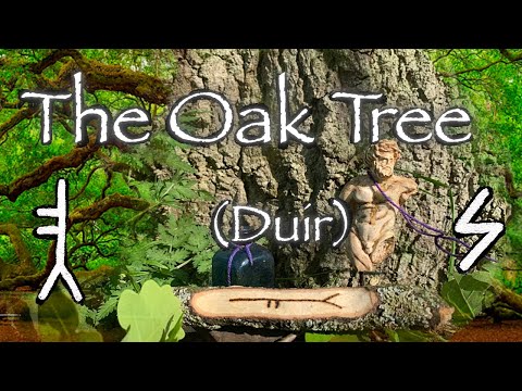 Oak Tree. Folklore, mythology and symbolism of the oak tree (Duir)