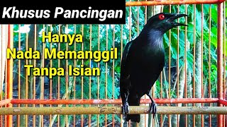 Download lagu Suara pancingan cucak keling agar bunyi dalam 1menit jalak keling bahan ikut bunyi mp3