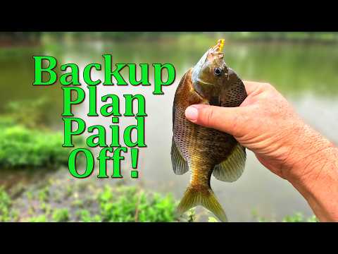 Episode 4: Bluegill Bonanza! Giant pond Bluegill on the Fly!