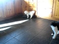 Dog Humps Cushion 2