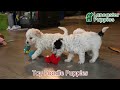 Toy Poodle dogs for sale: Wade  - Video 1