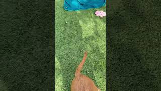 Video preview image #1 Beagle-Unknown Mix Puppy For Sale in Chandler, AZ, USA