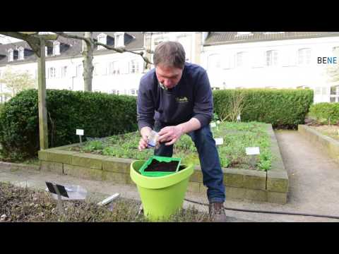Benissimo: Kräutergartentipp Kamille aussäen