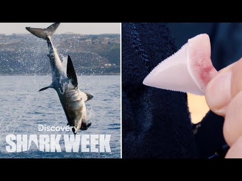 Shark Loses Tooth After Breach | Shark Week