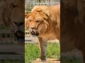 Ligers And Tigons The RAREST Big Cats