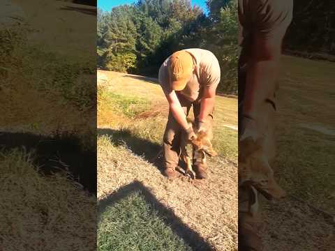 Раненая лиса в лесу... то, что произошл