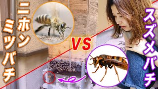 スズメバチ VS ニホンミツバチ！キイロスズメバチが哀れで涙が出ちゃう