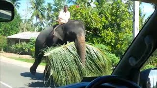 preview picture of video 'Elefante Sri lanka'